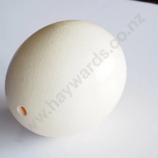 ostrich egg