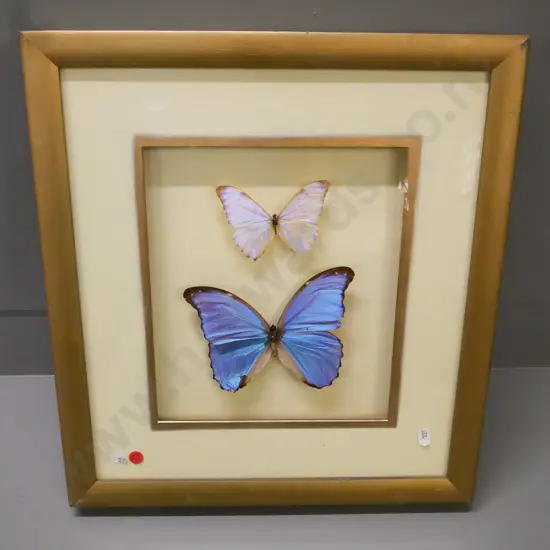 framed float-mounted 2x Blue Morpho butterflies. Frame H-440 W-400