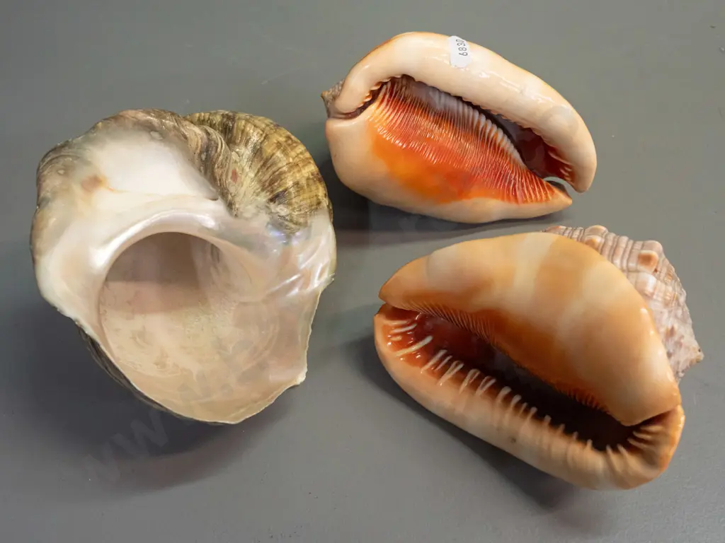 3 large marine shells - turban shell H-120 L-160 and 2 orange conch shells Image 1++