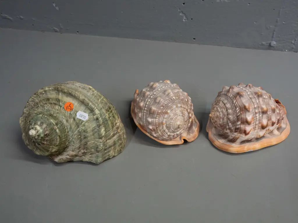 3 large marine shells - turban shell H-120 L-160 and 2 orange conch shells Image 1++