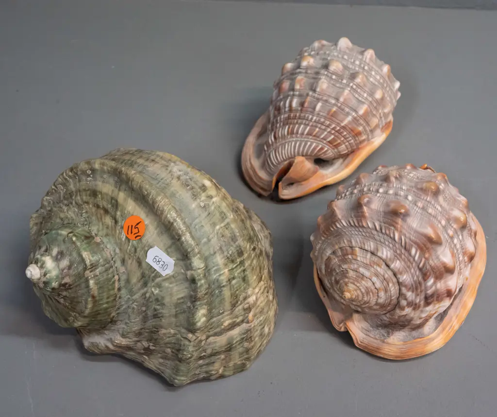3 large marine shells - turban shell H-120 L-160 and 2 orange conch shells Image 1++