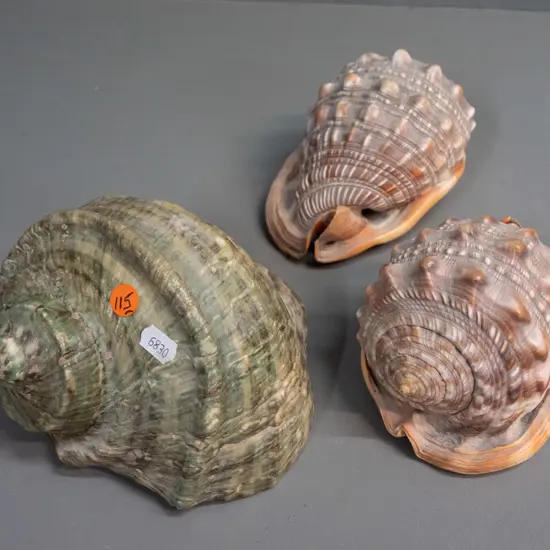 3 large marine shells - turban shell H-120 L-160 and 2 orange conch shells