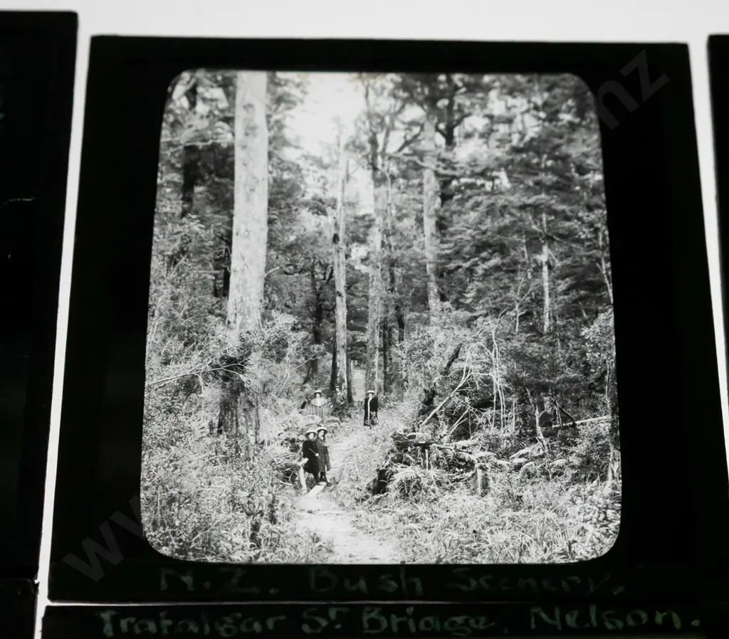 12 vintage glass lantern slides - south island locations, Nelson, Tasman, "Otiri", Bealey, bush scenes etc. Image 1++