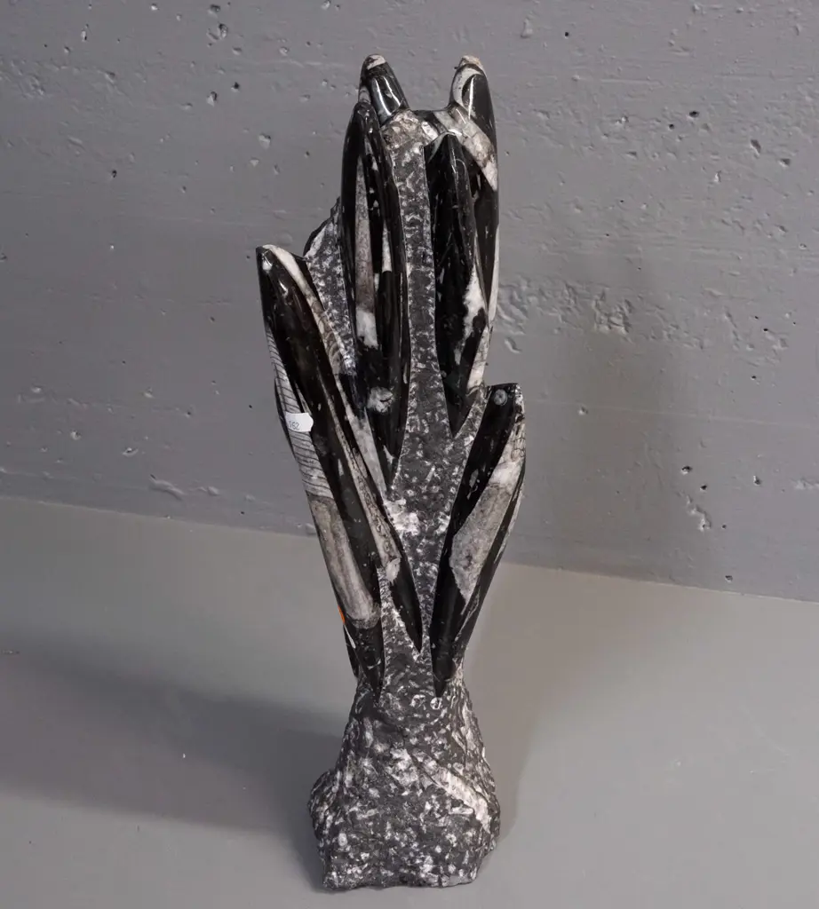 carved & polished Orthoceras fossil specimen H-510 W-130 at base Image 1++