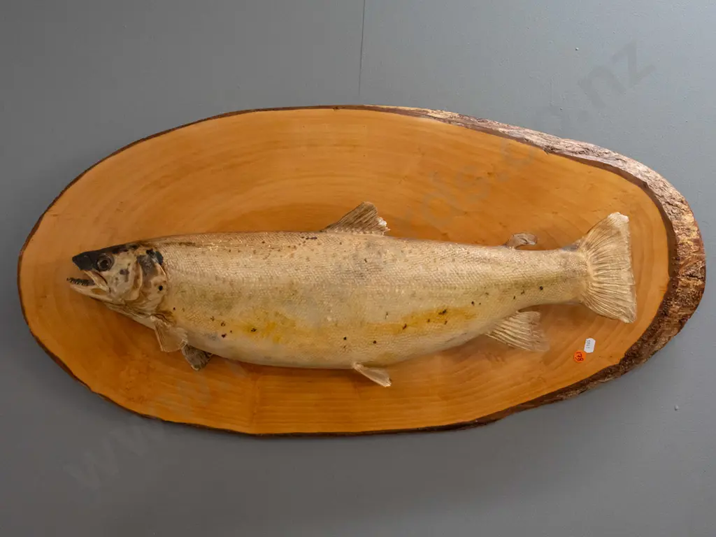 mounted taxidermy trout on rustic pine backing board - some age discolouration and fading H-400 L-800 Image 1++