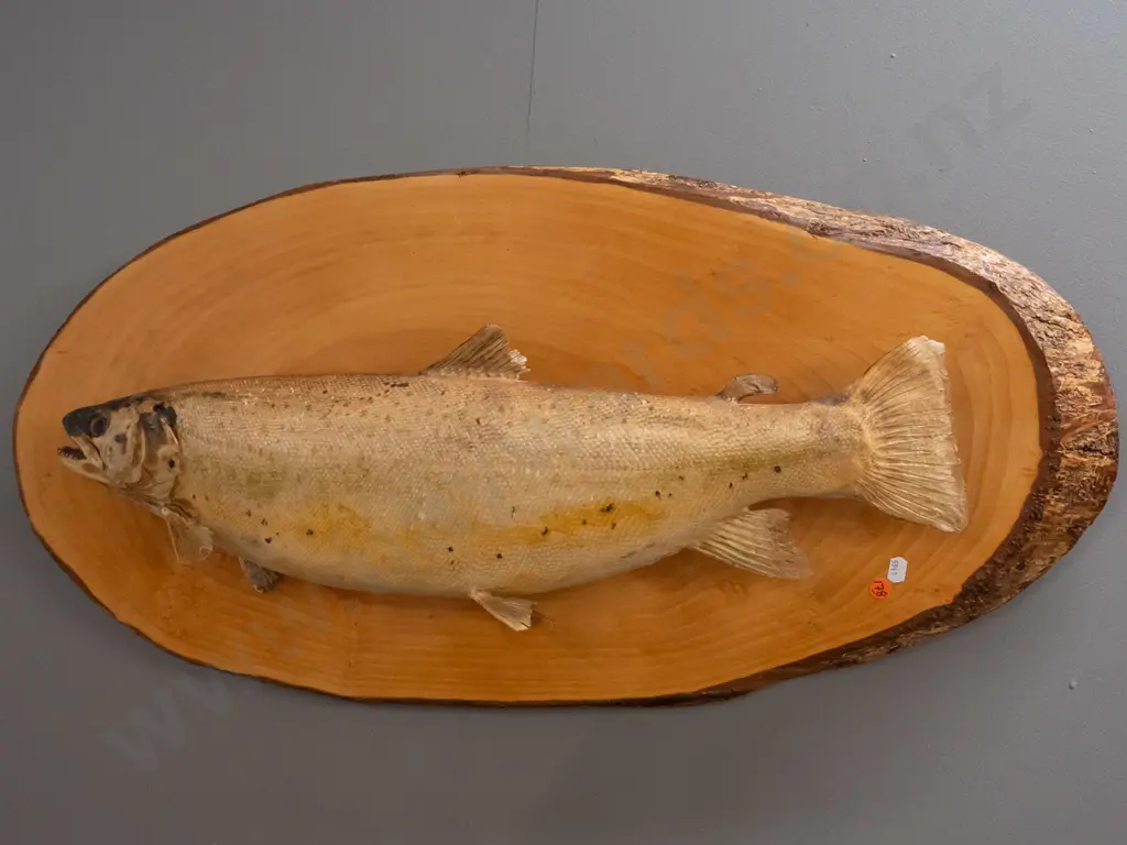 mounted taxidermy trout on rustic pine backing board - some age discolouration and fading H-400 L-800 Image 1++