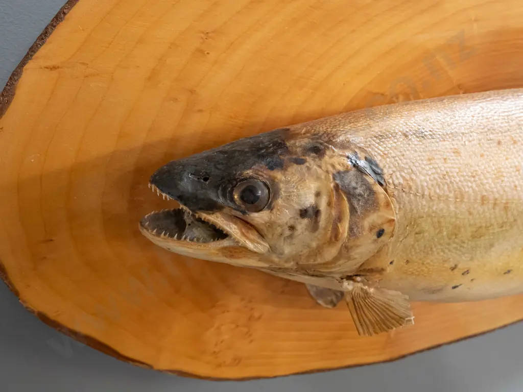 mounted taxidermy trout on rustic pine backing board - some age discolouration and fading H-400 L-800 Image 1++