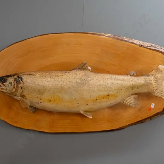 mounted taxidermy trout on rustic pine backing board - some age discolouration and fading H-400 L-800