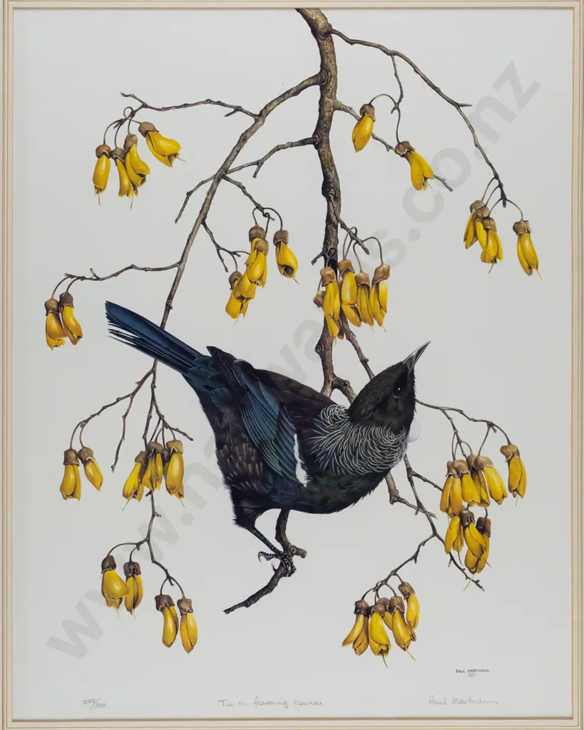 Paul Martinson 1987 -- framed limited edition print "Tui in Flowering Kowhai" ed. 249/350 H-450 W-350 [a few small Image 1++