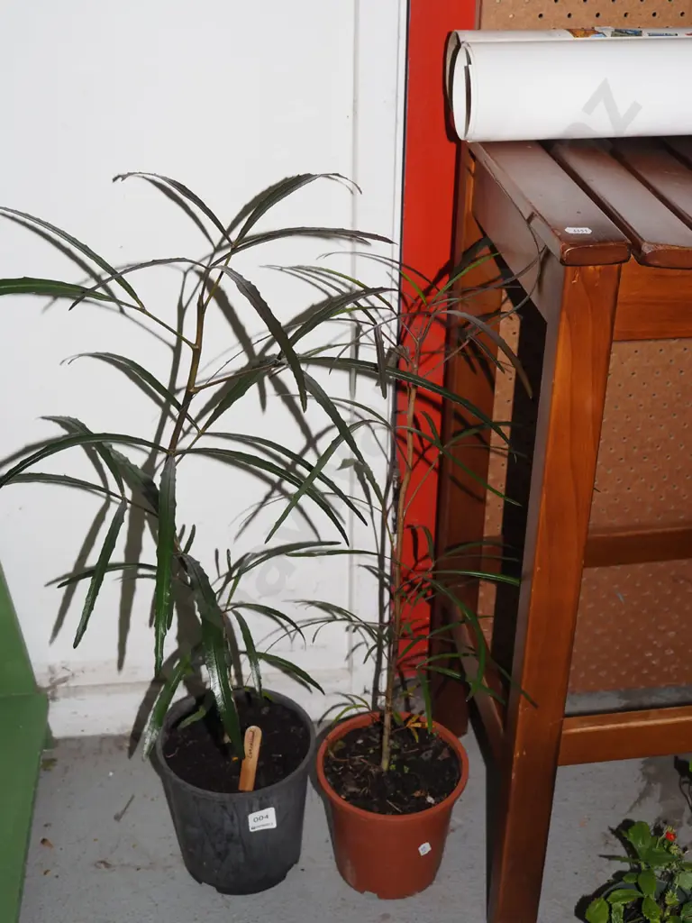 2x potted lancewoods Image 1++