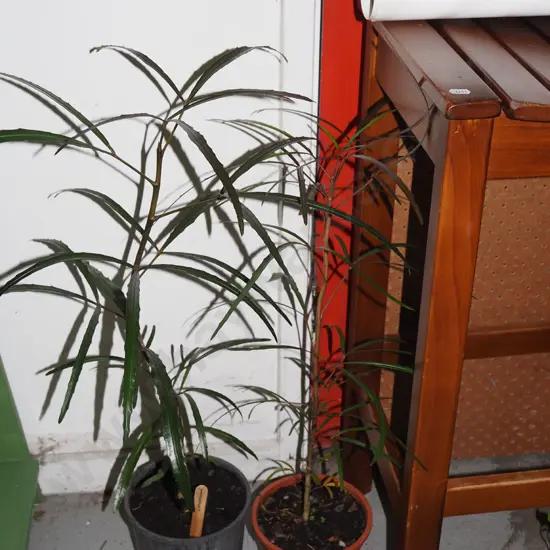 2x potted lancewoods