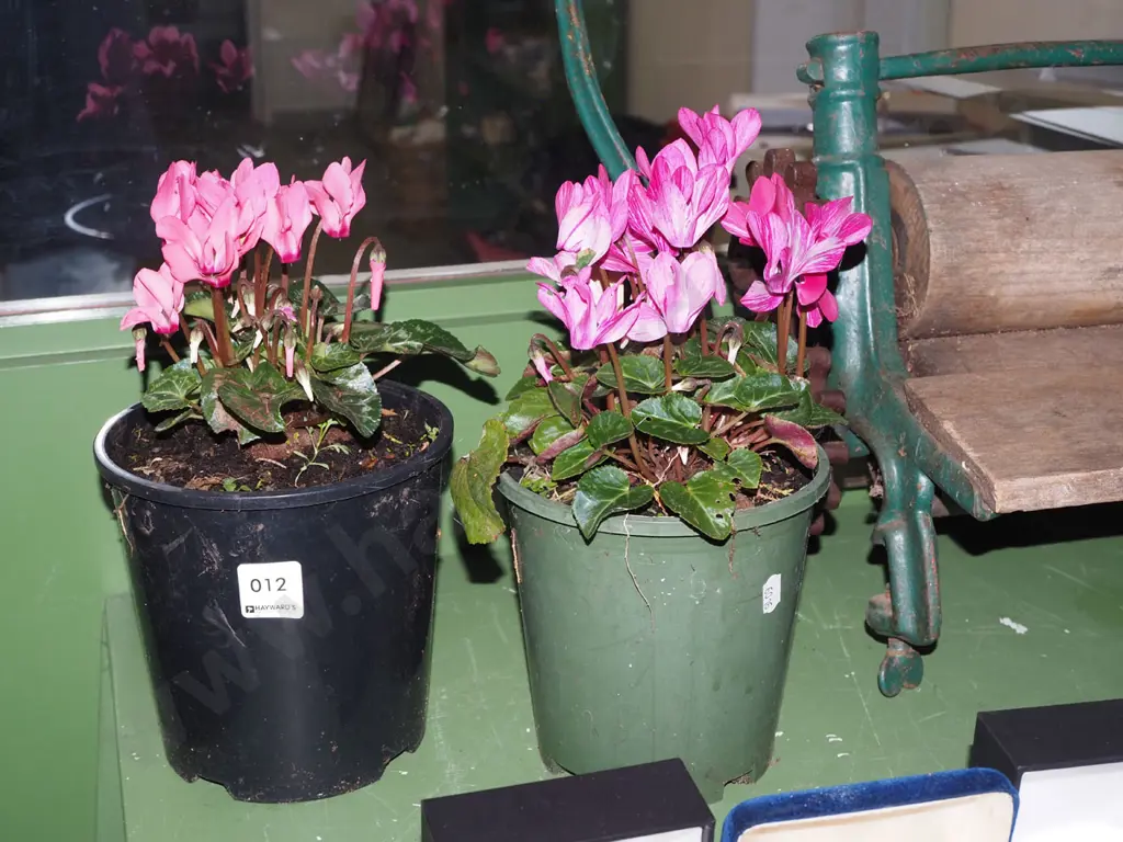 2x potted cyclamens Image 1++