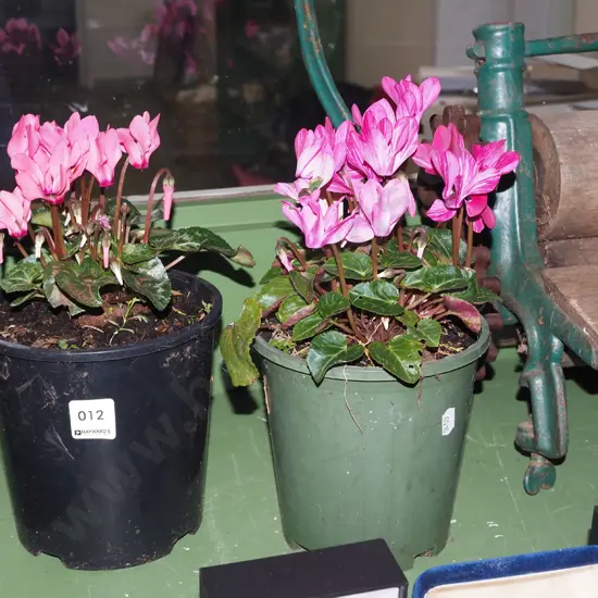 2x potted cyclamens