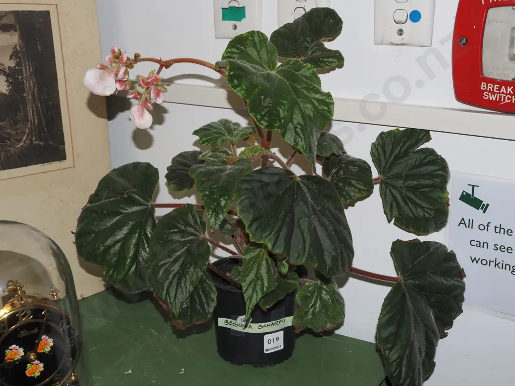 potted begonia Image 1++