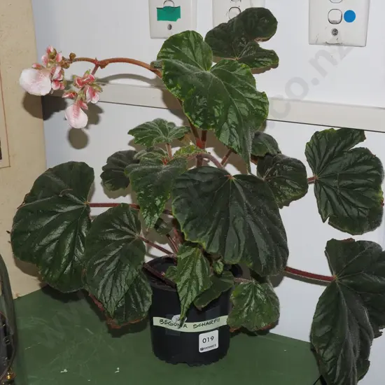 potted begonia