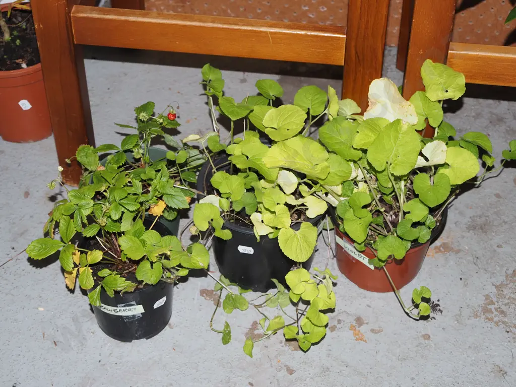 2x  potted ornamental strawberries, 2x potted violets Image 1++