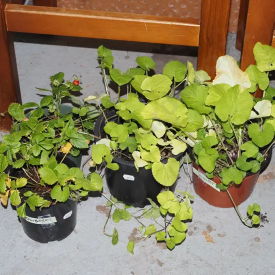 2x  potted ornamental strawberries, 2x potted violets