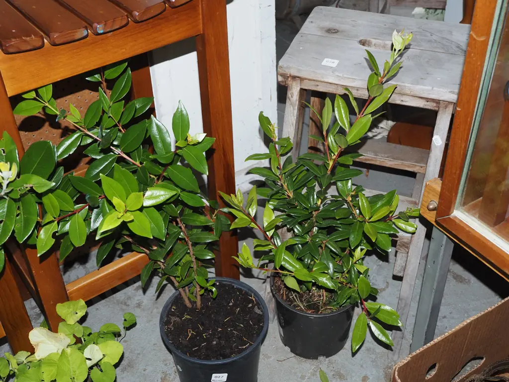 2x potted pohutukawa Image 1++
