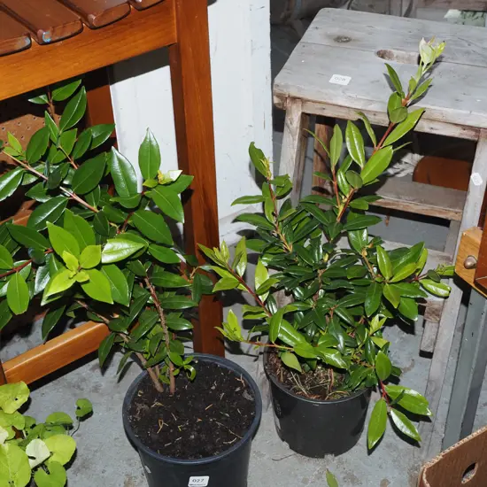 2x potted pohutukawa