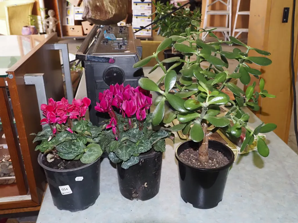 2x potted cyclamens Image 1++