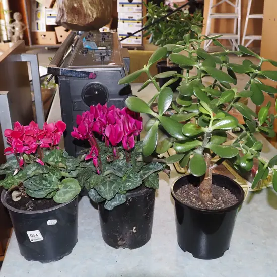 2x potted cyclamens