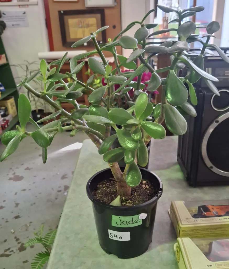 potted jade plant Image 1++