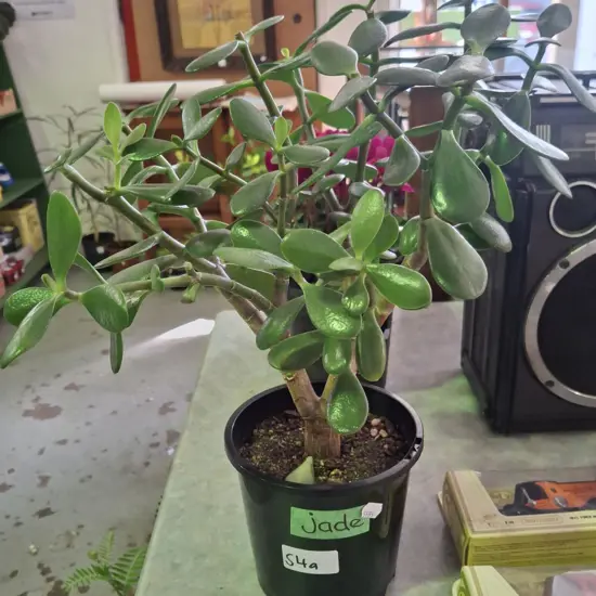 potted jade plant