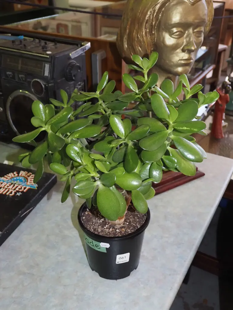 potted jade plant Image 1++