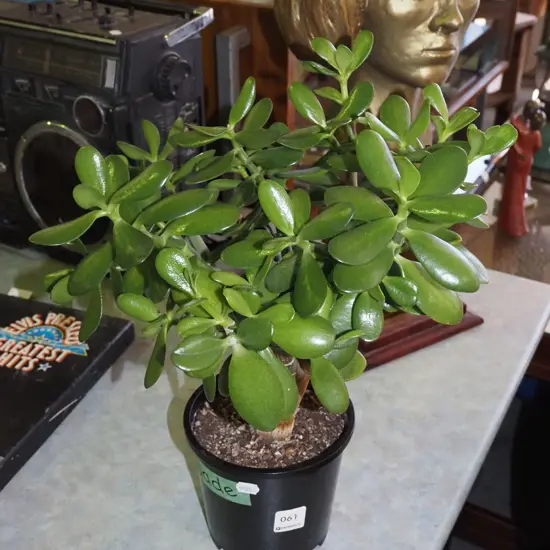 potted jade plant