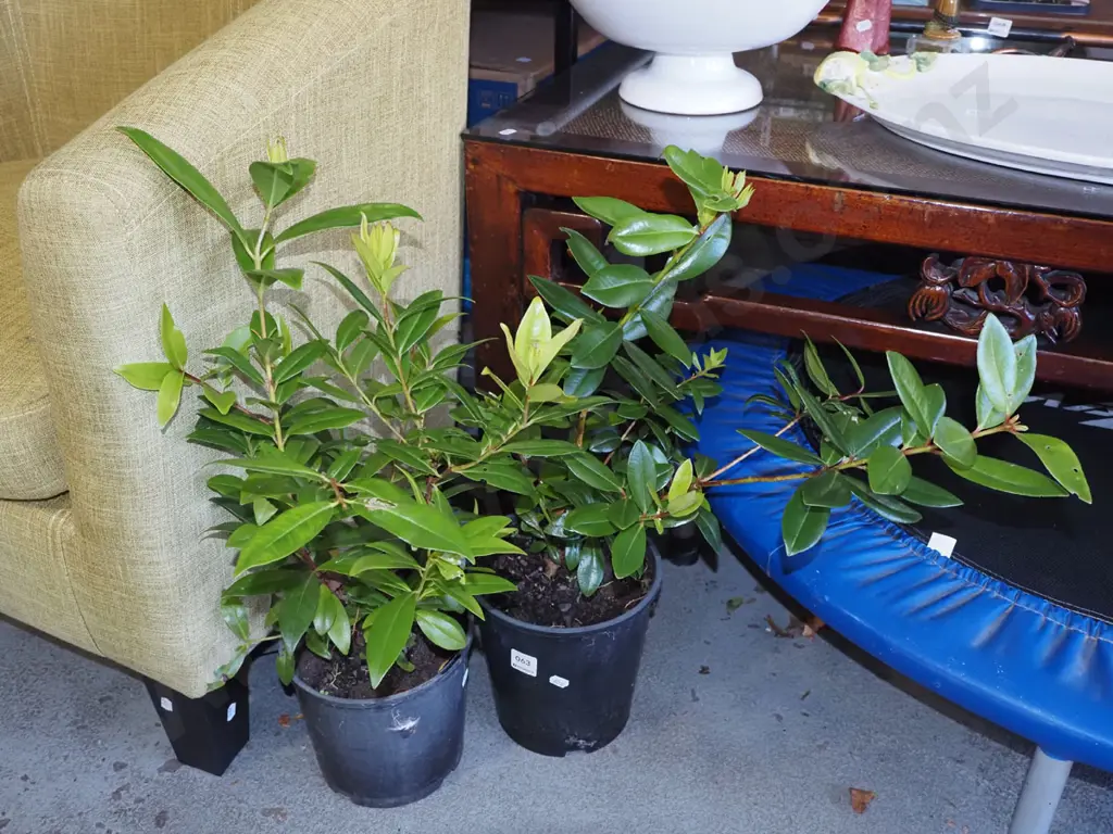 2x potted pohutukawa Image 1++