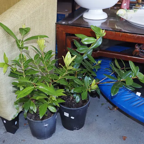 2x potted pohutukawa