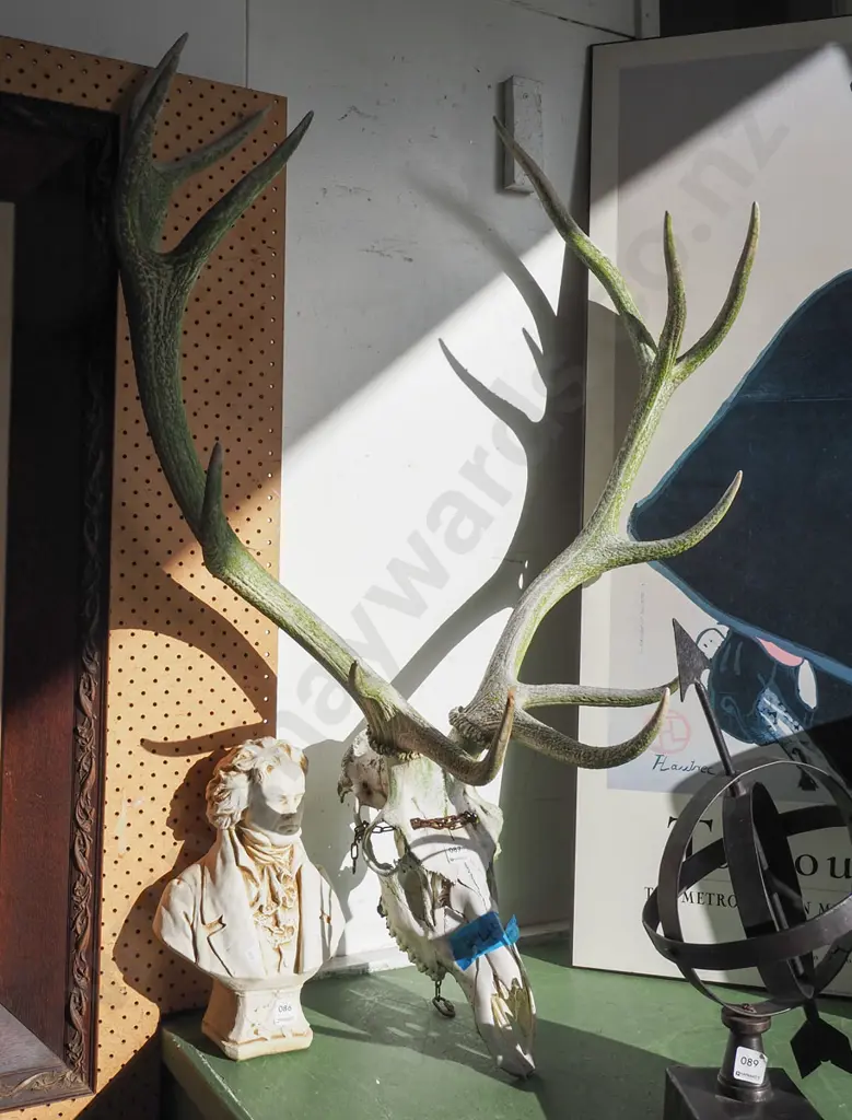 antlers and skull Image 1++