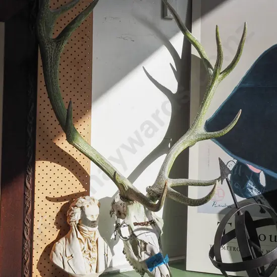 antlers and skull