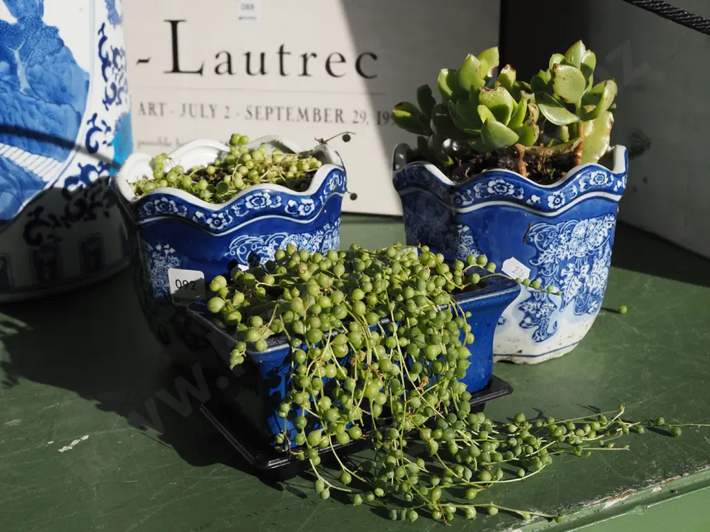 3x potted succulents in small planters Image 1++