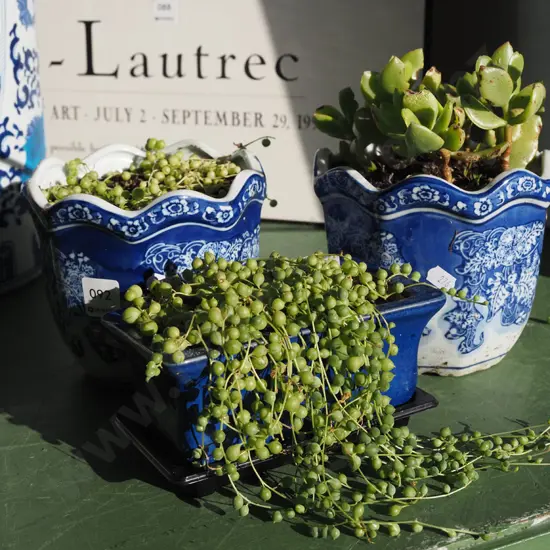 3x potted succulents in small planters