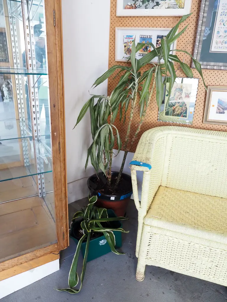 2x potted indoor plants - mother in laws tongue, dracena - both need love and attention Image 1++