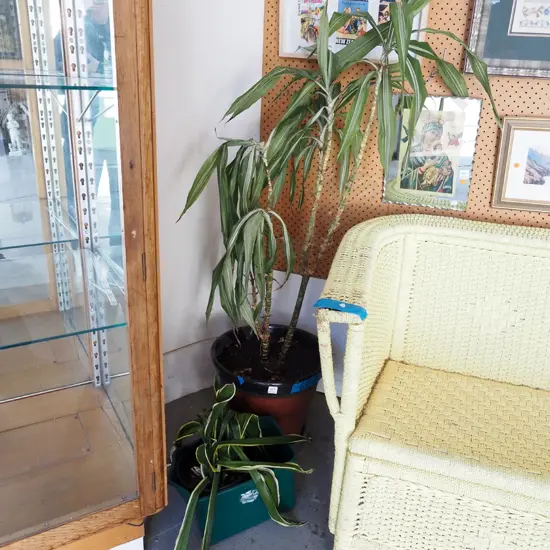 2x potted indoor plants - mother in laws tongue, dracena - both need love and attention