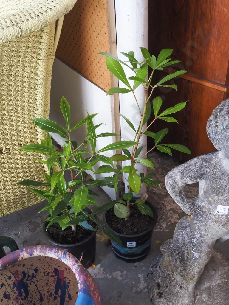 2x potted pseudopanax Image 1++