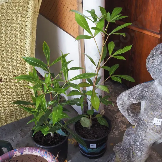 2x potted pseudopanax