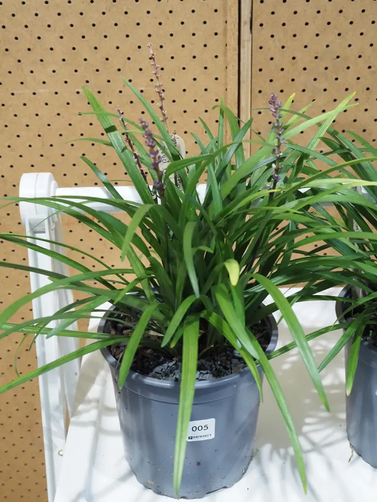 potted big blue lily turf Image 1++