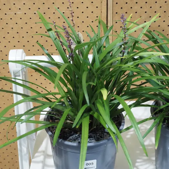 potted big blue lily turf