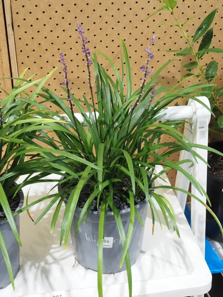 potted big blue lily turf Image 1++