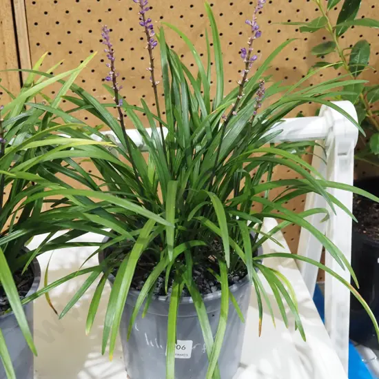 potted big blue lily turf