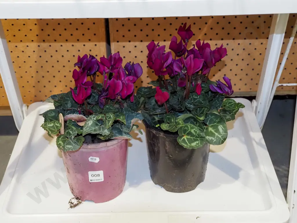 2x potted cyclamen Image 1++