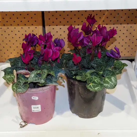 2x potted cyclamen