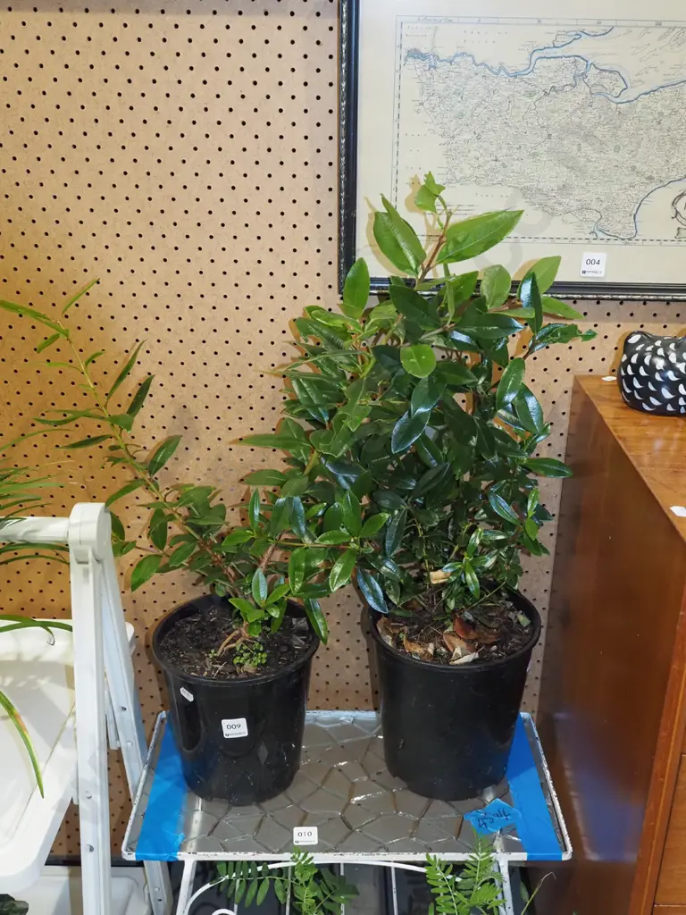 2x potted pohutukawa Image 1++