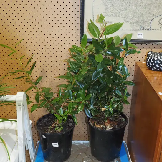 2x potted pohutukawa