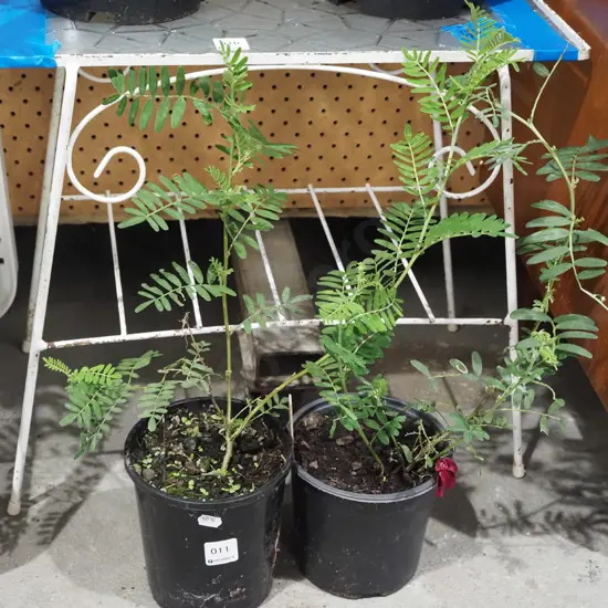 2x potted kaka beaks