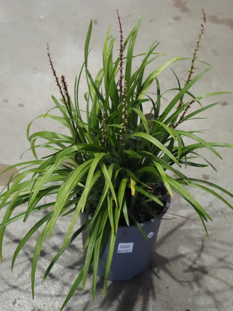 potted big blue lily turf Image 1++