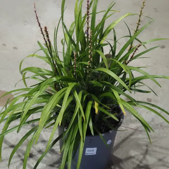 potted big blue lily turf